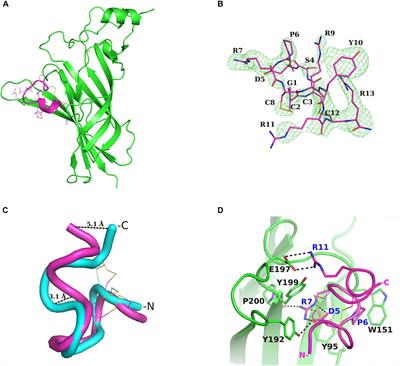Crystal Structure of the Monomeric Extracellular Domain of α9 Nicotinic Receptor Subunit in Complex With α-Conotoxin RgIA: Molecular Dynamics Insights Into RgIA Binding to α9α10 Nicotinic Receptors